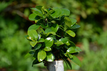 Eukaliptus bonsai © JK