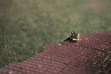 A small cute Squirrel eating peanut