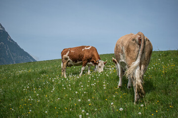 Beautiful swiss cows. Alpine meadows. Mountains.  
