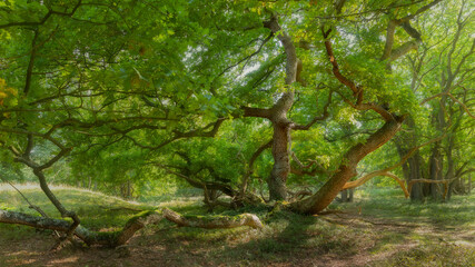 Wild waving oak branches sunny summer time leaves in the forest