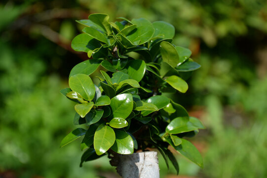 Eukaliptus bonsai