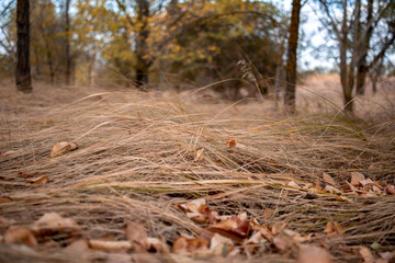 Autumn colors in the south of Russia