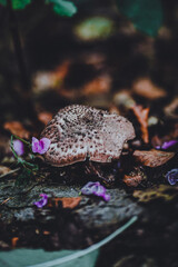 Pilze sammeln im Wald