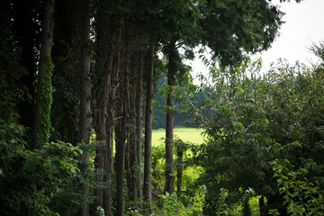 Obraz premium 樹木 見晴らし 向こう側