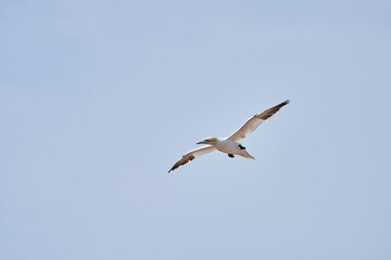 A single white and yellow gannets flies through the blue sky. The Northern Gannet has a wide wing span, a long neck and beak