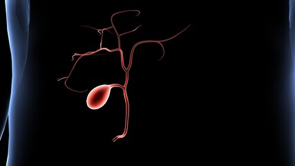 Human Digestive system organs and functions.3D