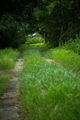 Obraz premium 小径 森林 緑