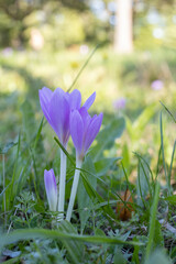 Wildflowers of fall - colchicum autumnale, commonly known as autumn crocus or meadow saffron.