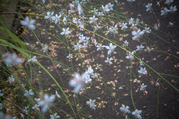 散る　散乱　草花　道路　イメージ