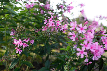 pink flowers in the garden