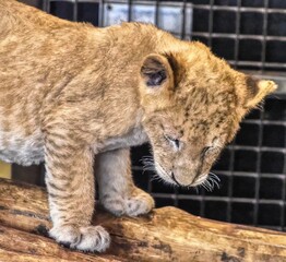 African Lion Cub