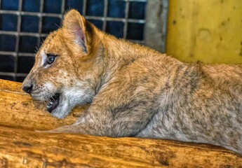 African Lion Cub