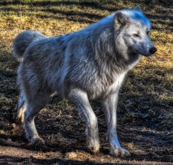 Fototapeta premium Arctic Wolf