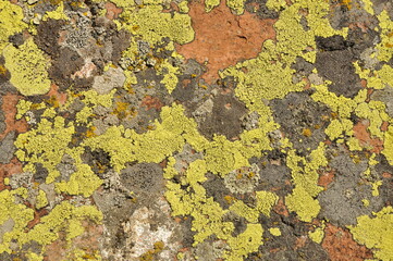 lichen on a rock