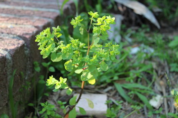 plant in the garden