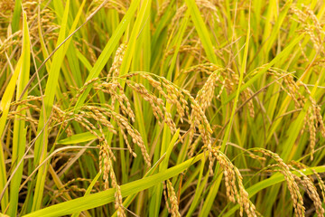 Rice plants in the paddy in Japan just before harvest