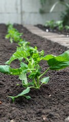 Green seedling of tomatoes growing out of soil in vegetable garden, green farm concept, selective focus