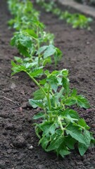 Green seedling of tomatoes growing out of soil in vegetable garden, green farm concept, selective focus