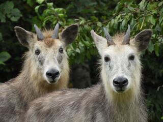 二ホンカモシカの夫婦