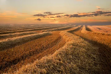 Türaufkleber Time for the harvest, Jutland, Denmark © Nick Brundle