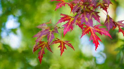 Acer branch. Colorful multicolored leaves on maple tree, panoramic view of the autumn park