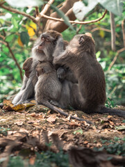 Baby monkeys and parents, Balinese long-tailed Monkey, Macaca fascicularis