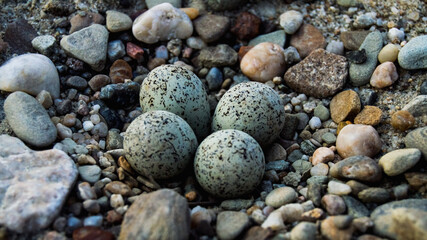 bird animal eggs lying on the beach among colorful stones