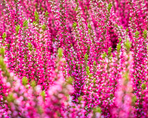 Fototapeta premium heather pink flowers closeup, natural seamless pattern background