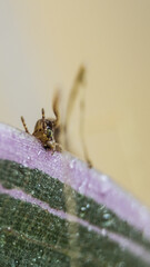 small horned stick insect on the leaf threefold camouflage feeding time pets