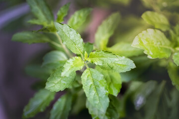 Holy basil in the organic farm.