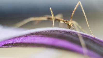 small horned stick insect on the leaf threefold camouflage feeding time pets