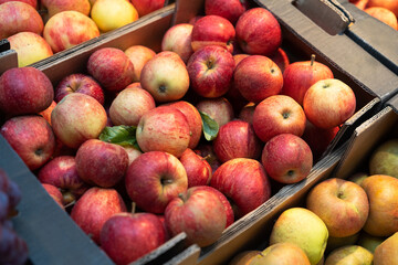 Manzanas ecológicas en cajas acabadas de recoger