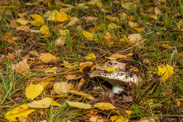 Mushrooms hidden in the grass and fallen leaves of a picturesque autumn forest.