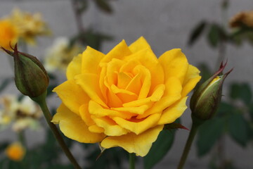 可憐に咲く黄色いバラ