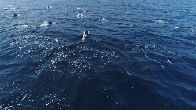 Aerial, pov, a large pod of dolphins at sea off the California coast, USA