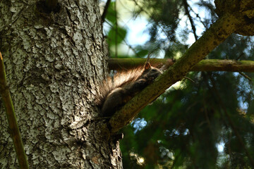 Eurasian red Squirrel lurking on the branch tree 