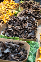 setas trompetas d ela muerte