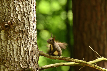 Eurasian red Squirrel lurking on the branch tree 