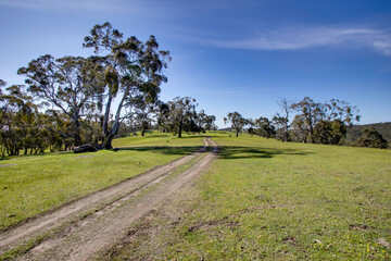 Fototapeta na wymiar Rural Landscape - Green Field - Blue Sky - Dirt Road