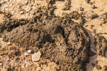 Fresh cow dung. It is eaten by yellow gadflies.
