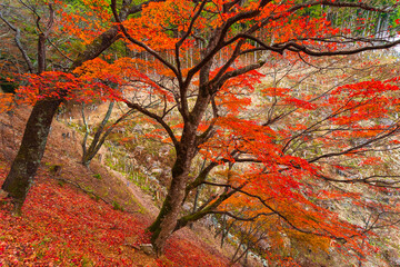 吉野山・奥千本の紅葉