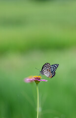 Beautiful flowers and beautiful butterflies In the rainy season with green nature