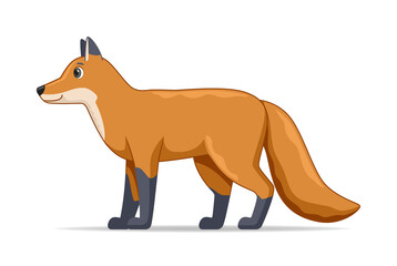 Fox standing on a white background