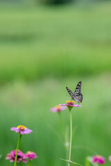 Wild flowers  and butterfly in a meadow in nature in the rays of sunlight in Rainy season picturesque colorful artistic image with a soft focus