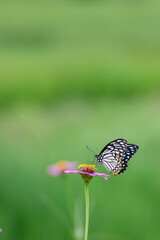 Wild flowers  and butterfly in a meadow in nature in the rays of sunlight in Rainy season picturesque colorful artistic image with a soft focus