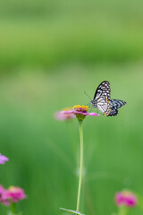Wild flowers  and butterfly in a meadow in nature in the rays of sunlight in Rainy season picturesque colorful artistic image with a soft focus