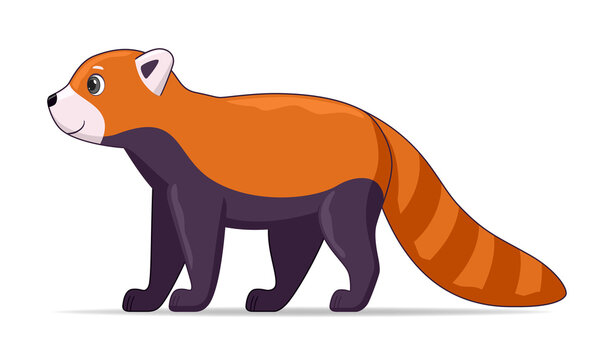 Red panda standing on a white background