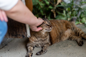 ネコが好き
