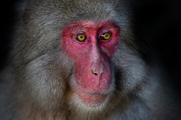 Fototapeta premium ニホンザル 日本猿