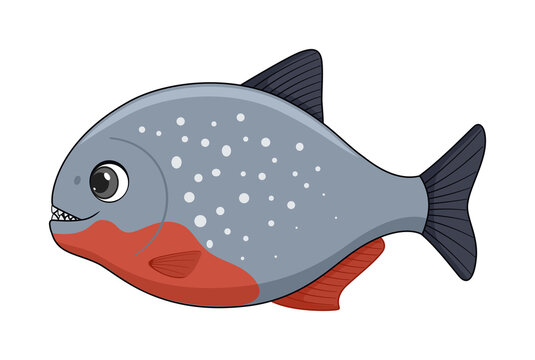 Piranha fish on a white background
